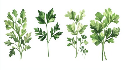 Illustration of various parsley leaves showcasing different types and textures.