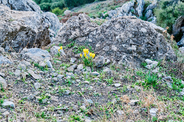 Obraz premium Flowers wild yellow crocus growing in rock ground of mountain