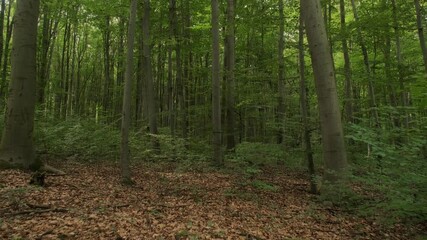 Scenery of lush, deciduous forest landscape