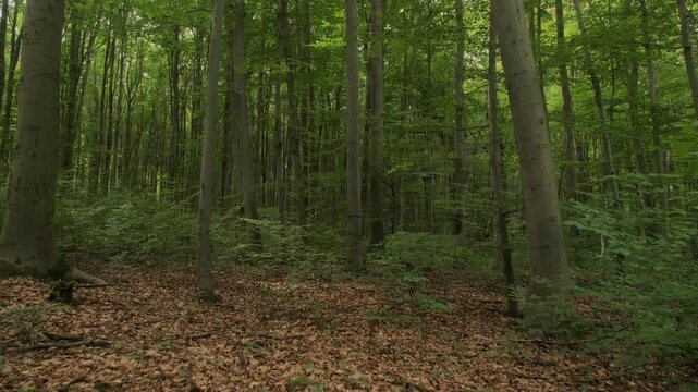 Scenery of lush, deciduous forest landscape