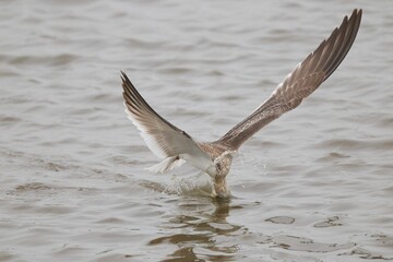 Seagull in mid-flight over water