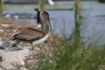 Brown pelican standing on rocky terrain near a body of water