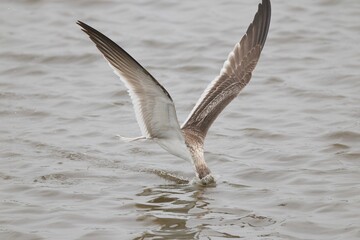 Seagull taking flight from water surface