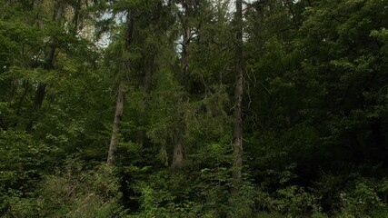 Landscape scenery of a lush forest landscape with gray sky at the daytime