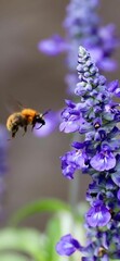 Bee in flight near purple flowers