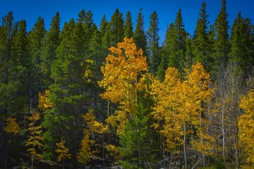 Golden autumn foliage with evergreens and blue sky.