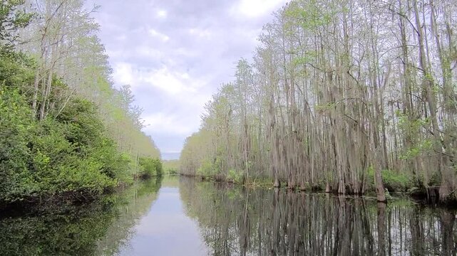the river of everglades national park, surrounded by tall trees on a sunny day in Florida
