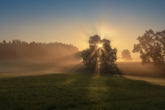 The tree with the sun ryas in the autumn early morning