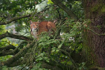 Lynx perched on a tree branch amidst lush greenery, showcasing its natural habitat