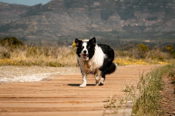 Border Collie walking on a wooden path in a scenic mountain landscape