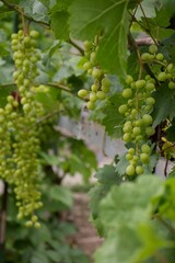 Close-up of green grape clusters on a vine with lush leaves in a vineyard