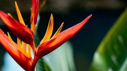 Obraz premium Close-up of a vibrant red and yellow heliconia flower with a blurred natural background