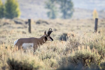 Pronghorn in Grand Teton National Park