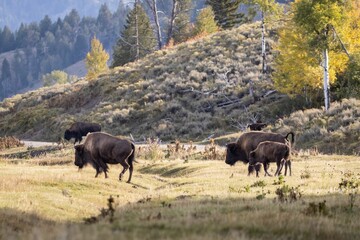 Bison in Grand Teton national park