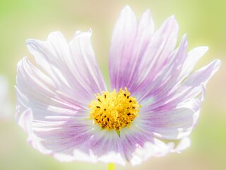 秋の公園や花壇を彩るコスモスのある風景。背景。自然風景素材。