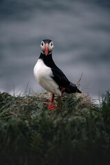 Atlantic puffin on a grassy cliff