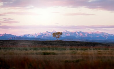 Solitary Tree in Field with Mountain Backdrop at Sunset