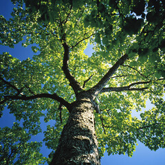 Obraz premium Tree background, tree low shot angle 