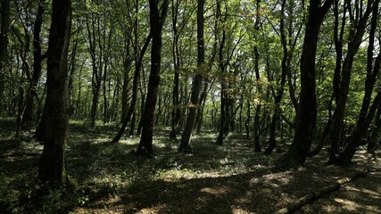 Obraz premium Sunlit Forest Canopy