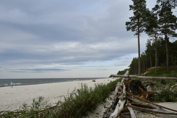 Obraz premium Serene beach with driftwood and cloudy sky
