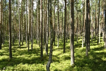 Fototapeta premium Serene forest with tall trees and lush greenery.