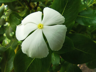A beautiful flower Madagascar Periwinkle