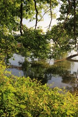 reflection of trees in water