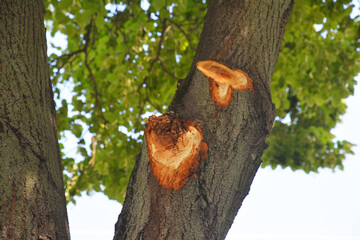 Common tree pruning mistake. Cutting tree branches in summer. Summer pruning of a tree, removal of...
