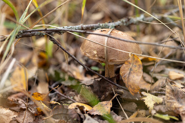 Forest mushroom Leccinum or Obabok in the autumn forest