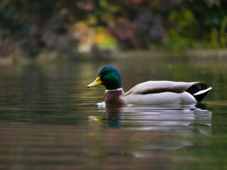 A Mallard Duck drake (Anas platyrhynchos) swim in a lake in Turkenschanzpark in Vienna