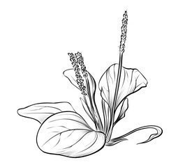 black and white hand-drawn plantain plants vector illustration © TanyaArt