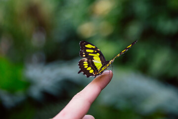 Vibrant Butterfly Gently Resting on a Human Finger