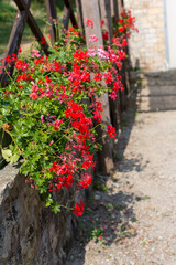 There is a beautiful row of vibrant red flowers that are currently flourishing and growing along a rustic wooden fence