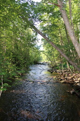 Obraz premium stream in the forest