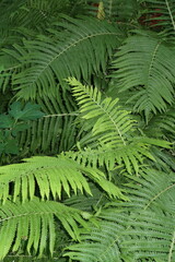 fern leaves in the forest