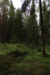forest in the morning