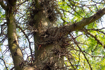 Trunk of Gleditsia tree (honey locust). There are large thorns on the trunk. Gleditsia triacanthos.