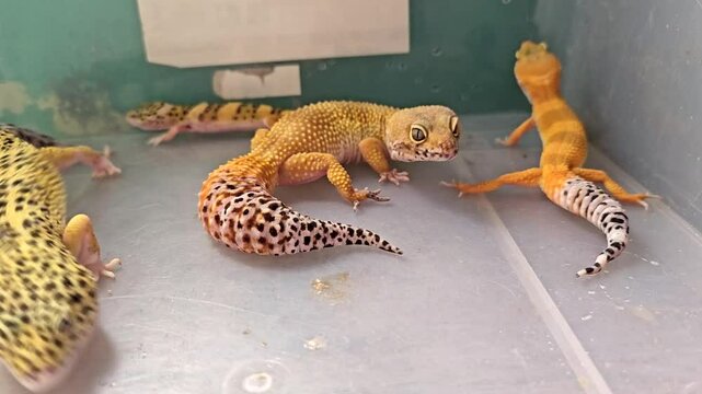Family of leopard geckos roaming around their clear vivarium.