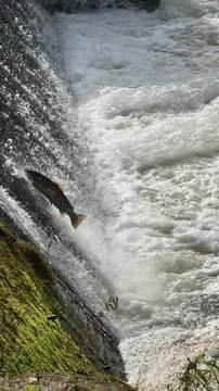 Sea trout (Salmo trutta) jumping on fish ladder in Sweden. Slow motion 240 fps.
