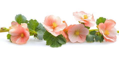 Obraz premium a group of pink flowers with green leaves