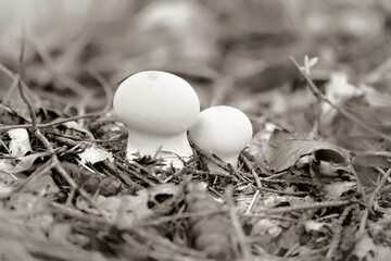 duo champignons