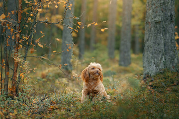 A small poodle enjoys an autumn stroll among colorful leaves in a forest setting.