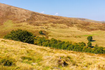 alpine rolling hills and meadows in autumn. sunny weather. colorful carpathian mountain landscape. krasna ridge in ukraine in fall season. remote location for vacation