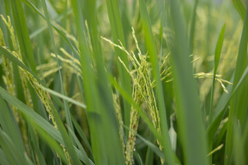 A field of green grass with rice plants in the foreground