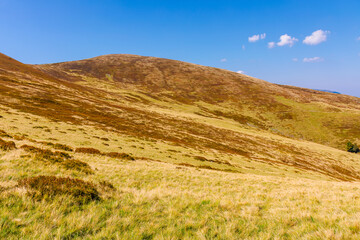 Obraz premium alpine hills and meadows in autumn. sunny weather. colorful carpathian mountain landscape. krasna ridge in ukraine in fall season