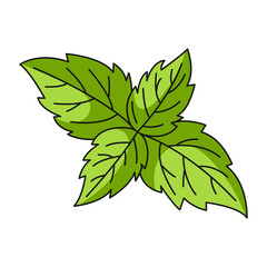 Mint leaves, farm or garden organic useful medicinal herb, vector outline green plant, flat illustration. Healthy nutrition, natural product. Symbol for sticker, logo, print