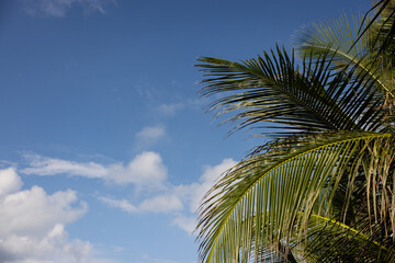 A palm tree with a blue sky in the background