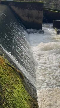 Sea trout (Salmo trutta) jumping on fish ladder in Sweden.