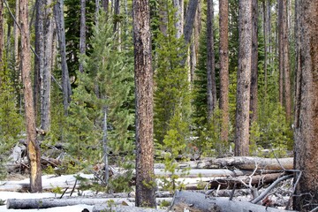 forest in winter