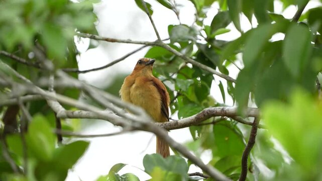 Cinnamon attila bird perching on a branch, in the Amazon rain-forest near Manaus, Amazonas, Brazil